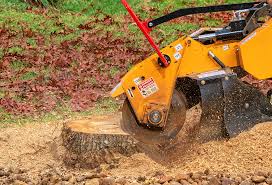 Best Storm Damage Tree Cleanup  in Montrose, VA