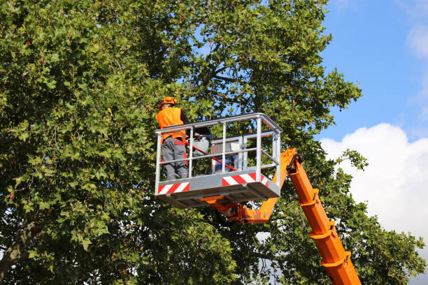 How Our Tree Care Process Works  in  Montrose, VA